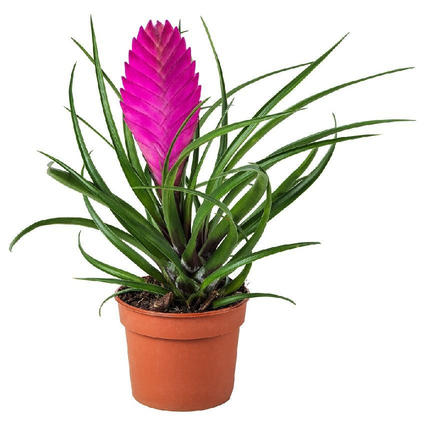 Buy Tillandsia Cyanea Pink Plant Online UAE Buy Plants Online Dubai